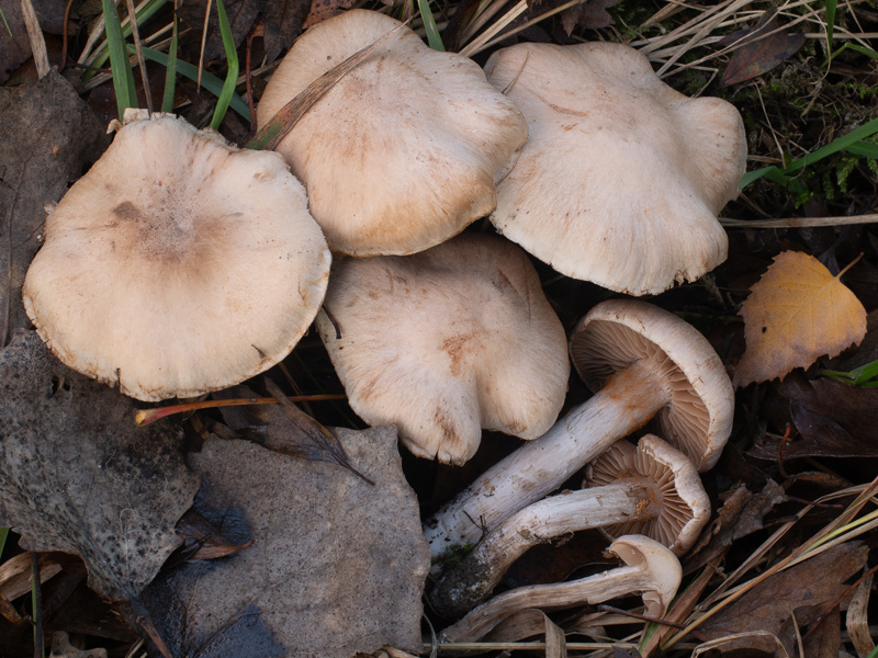Cortinarius disjungendus